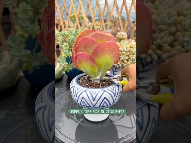 Beginner Succulent Plants: Easy Care Tips to Grow Thriving Succulents