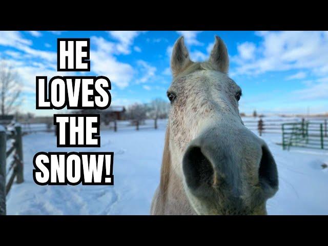 DID my ARABIAN horse survive the BLIZZARD?!