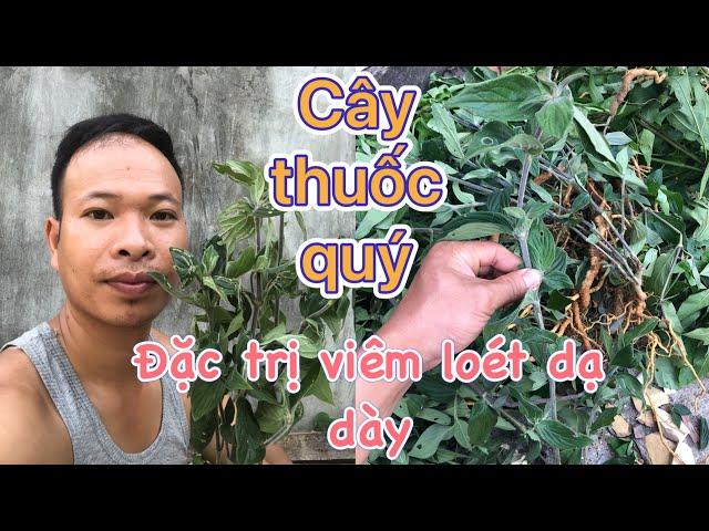 Giới thiệu cây thuốc quý khắc tinh của viêm loét dạ dày, đại tràng - cây dạ cẩm