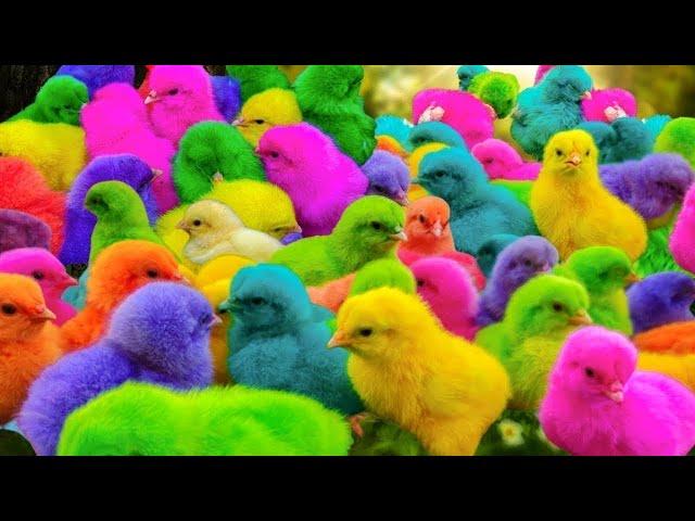 Ayam Lucu, ayam warna warni, ayam rainbow, kelinci lucu, bebek lucu, ikan koi, Hewan Lucu