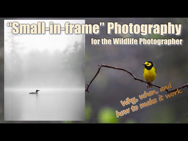 Wildlife Photography Small-in-Frame