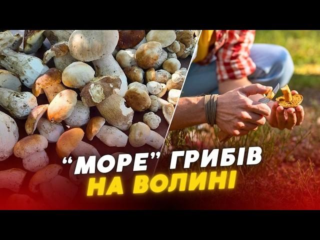 ТОП місць на Волині, де можна “вполювати” ПОВНІ ВІДРА грибів