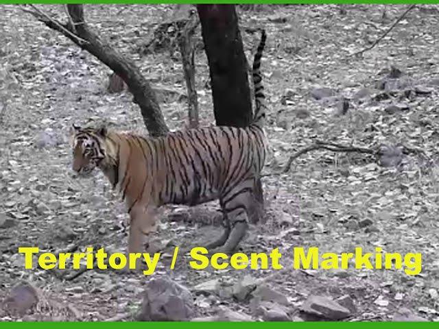 Territory / Scent Marking of Tiger, Ranthambhore tiger Reserve, guide Vipul Jain