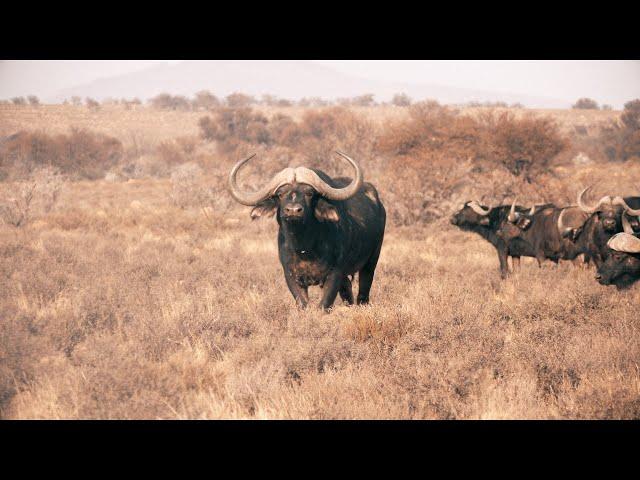 Ultimate African hunting compilation Vol 5. Including Elephant hunt, Buffalo hunt, and Rhino hunt.