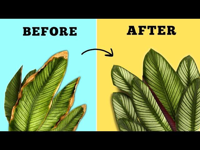 INSTANT Solution for BROWN LEAF TIPS on House Plants// Plant Leaves Turning Brown