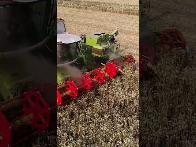 Claas Lexion vs Claas Cosmos  #agro #farming #harvest #agriculture @FlyingPixelsPhotography