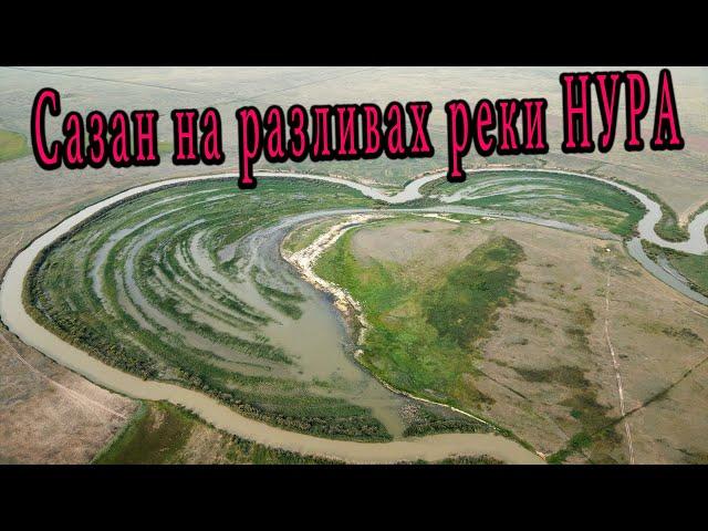 САЗАН в сердце реки НУРА. Ловим на донки и перевертыши.