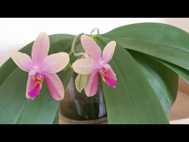 Phalaenopsis Sweet Memory Liodoro , easy very fragrant orchid.Cultivation/care in UK on indoor shelf