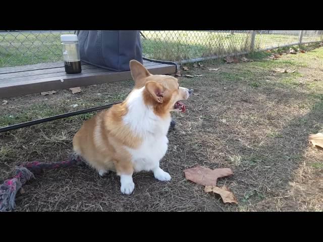 Walking with Danbi & Sasha - SAMCORGI