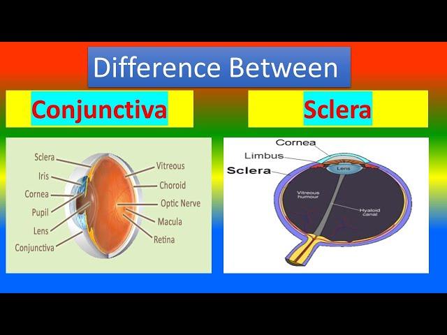 Difference between Conjunctiva and Sclera