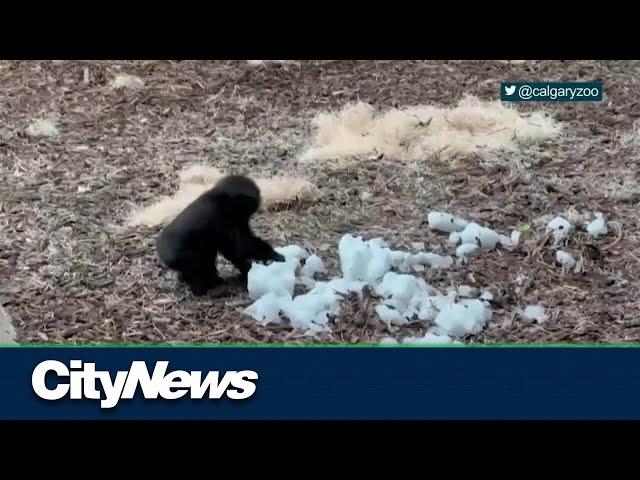 Calgary Zoo's baby gorilla enjoys first snowfall