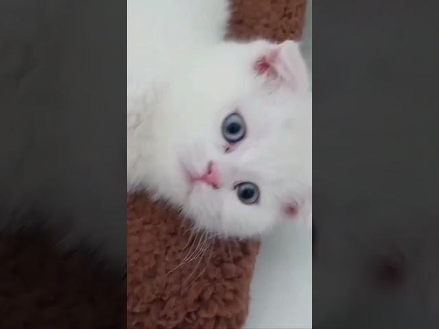 The Cutest Kitten Antics Ever!