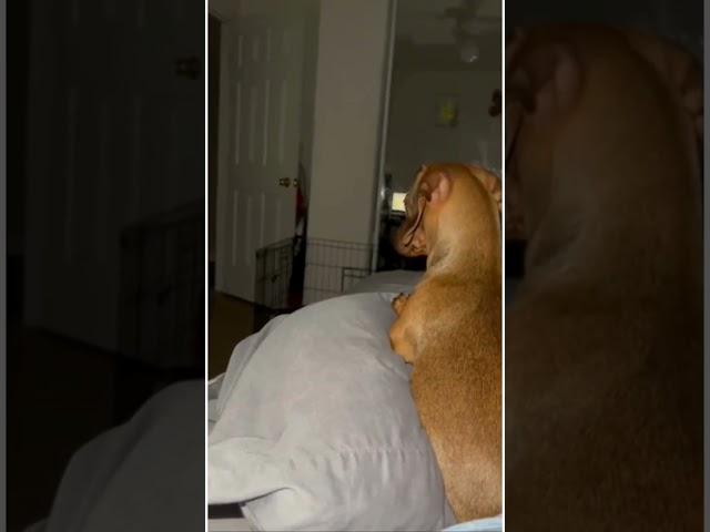 Dogs Spook Their Owner With Bizarre Reaction