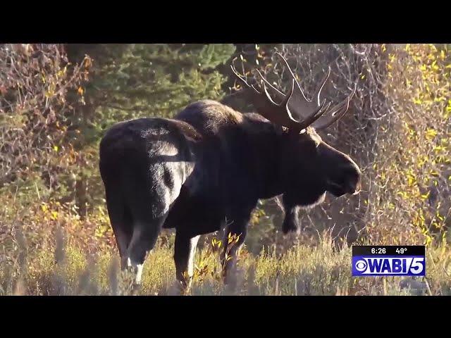 Teen boy suffering from Ewing sarcoma fulfills dream of hunting moose in Aroostook County