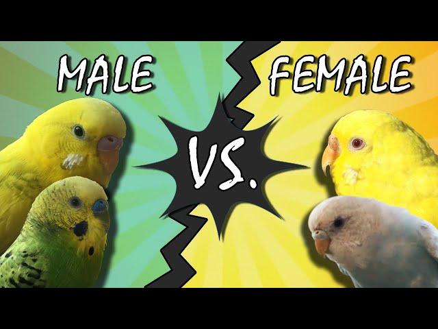 Male Vs. Female budgies genders by the Cere (Simple and EASY Guide)