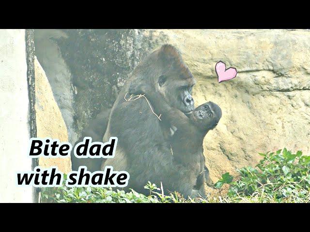 Gorilla father and son time part 2 : Ringo bit dad with shake and rotate / 大猩猩Ringo咬爸爸的方式搖擺加旋轉