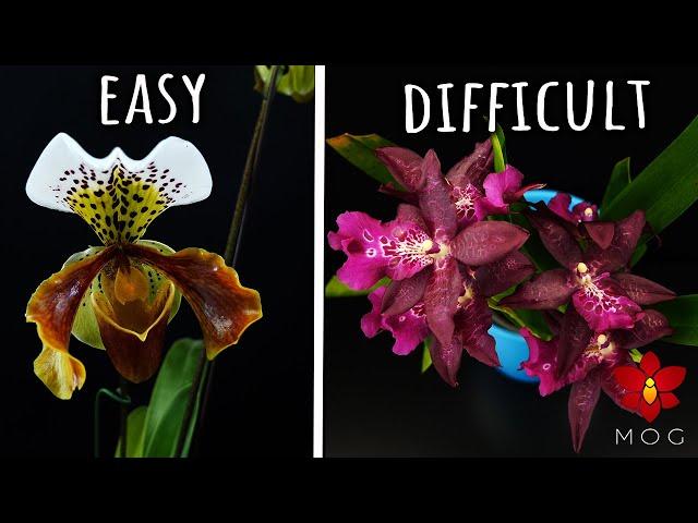 Easy Orchids VS Difficult ones - Rating my Orchids by difficulty level! 