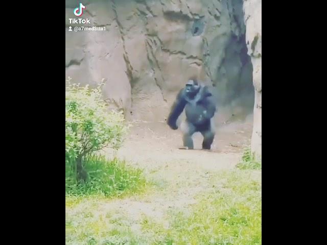  Gorilla walks like a normal person so that he could avoid getting his hands muddy 