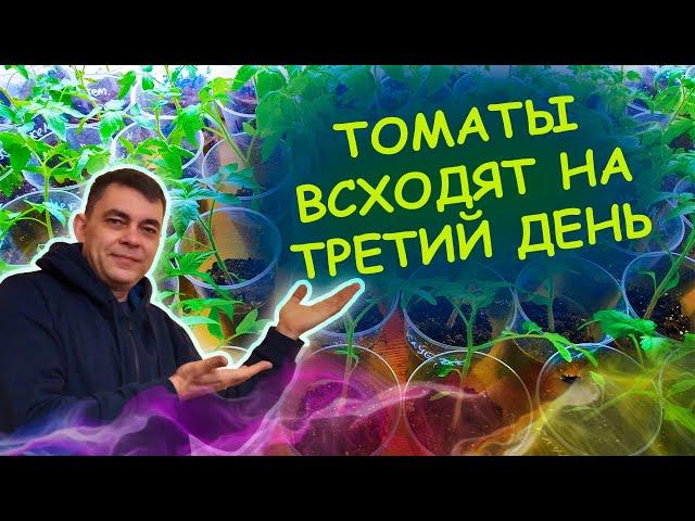 Сею всегда так! СЕМЕНА томатов прорастают мгновенно при такой посадке! Как посеять томаты на рассаду