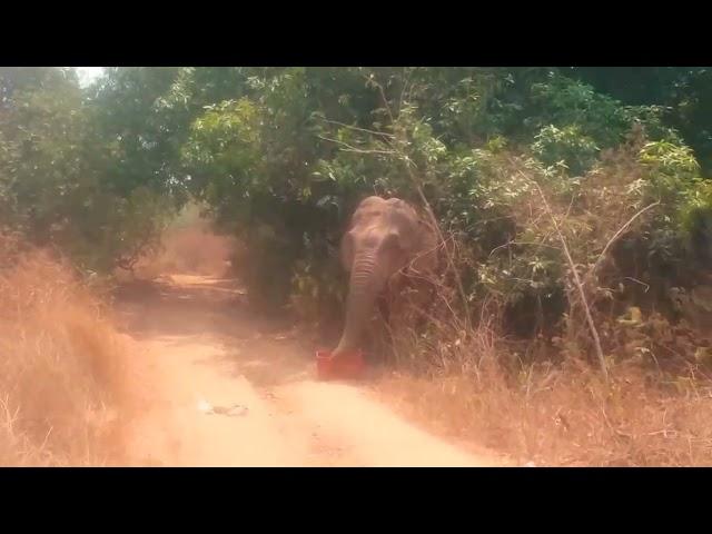 Elephants in Parvathipuram Manyam district, Andhra Pradesh