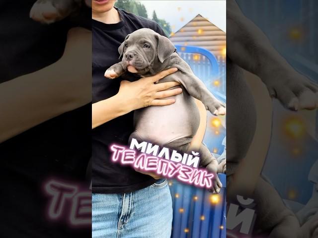 Хотите трогать пузо, но не хочется набирать вес? Тогда срочно присмотреть к этому щенку!