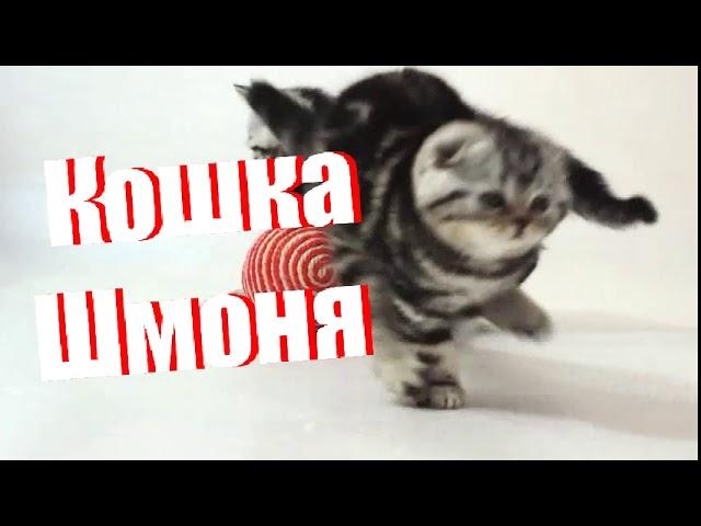 Кошка Шмоня