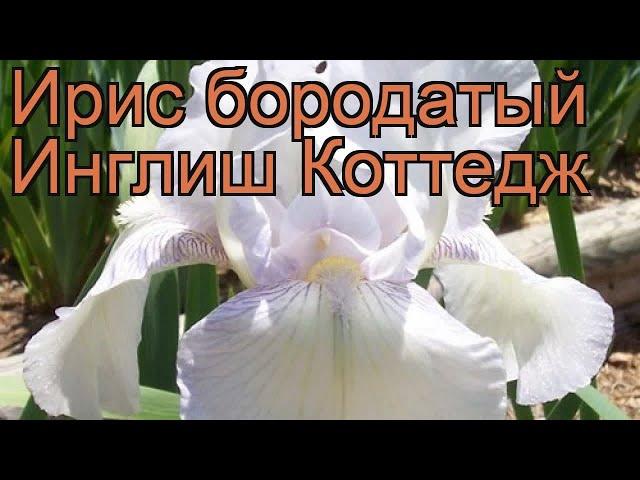 Ирис бородатый Инглиш Коттедж (iris)  обзор: как сажать, рассада ириса Инглиш Коттедж