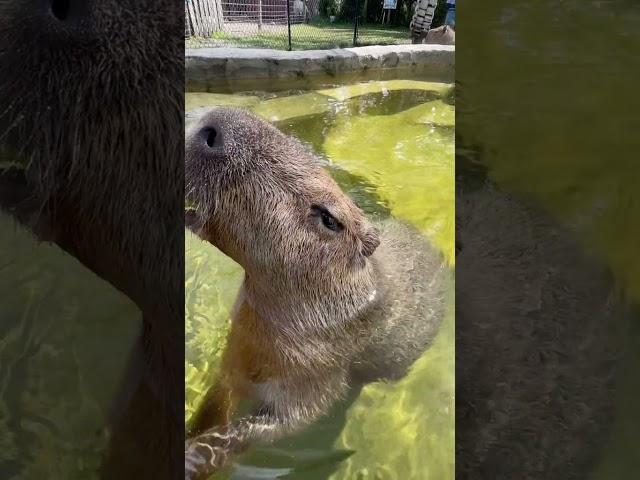 Friendly Capybara | Modern zoo | save Animals | Diversity Nepal