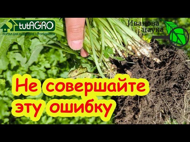 ВОТ ПОЧЕМУ ВАМ ТРУДНО ИЗБАВИТЬСЯ ОТ СОРНЯКОВ. Из-за этой ошибки полно сныти и вьюнка.