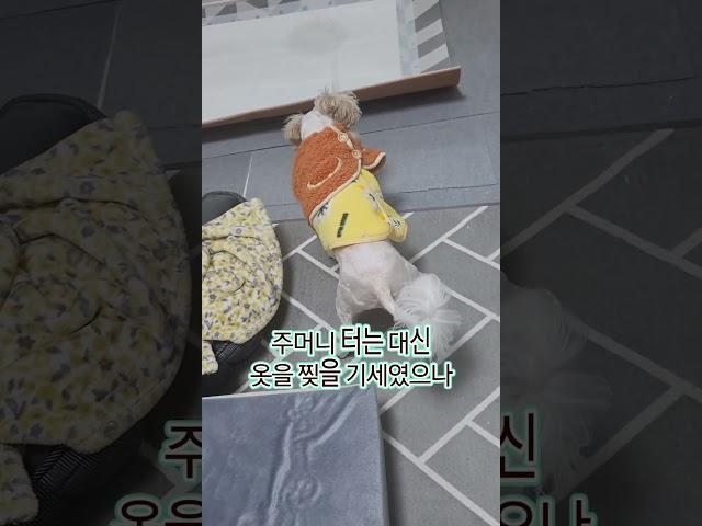언니 강아지가 하는거 보고 배웠는데 잘못배움ㅎ. #말티푸