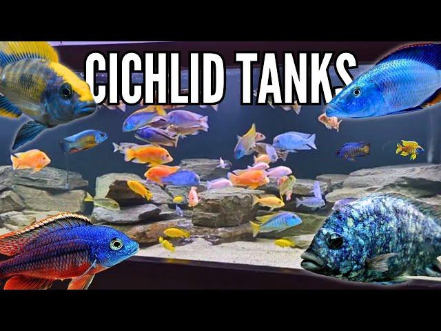 10 Incredible Cichlid Tank Setups (Peacocks & Hap Cichlids)