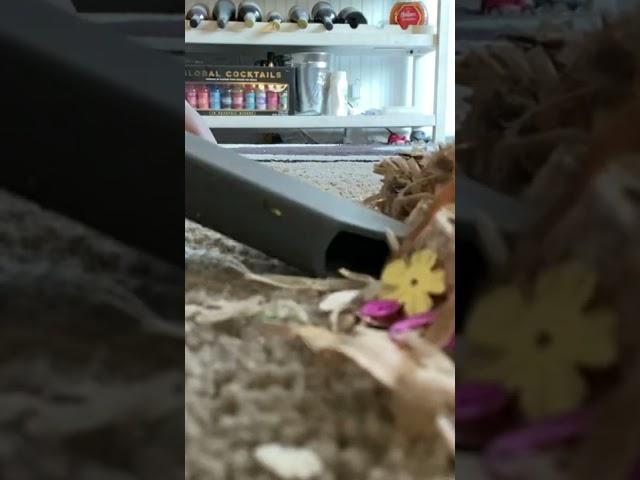 Wood Chip Crunch