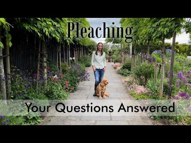 Q&A on Pleaching Trees