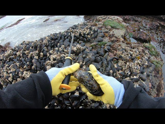 Mussels Coastal Foraging Low tide - Catch N Cook