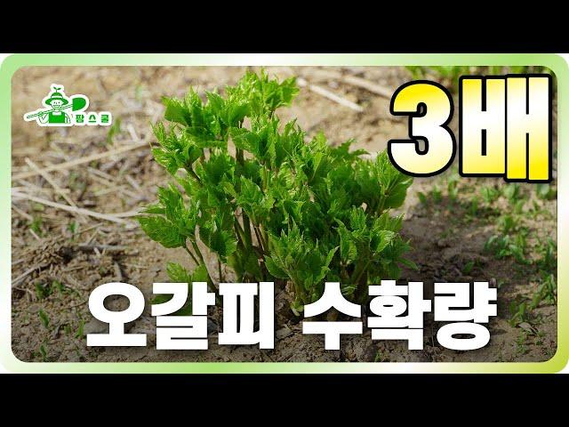 오갈피 순의 수확량을 3배 늘리는 기발한 방법!ㅣ정말 간단한 엄나무 삽목 방법까지!