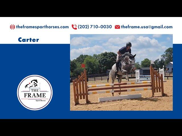 Carter Blue ** 4 Year old Jumper Allforit Farm YHS