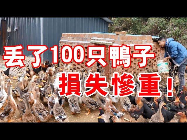 Xiao Deng raises ducks freely, and there are only 180 of 300 ducks left in the field. What a loss!