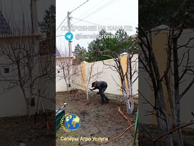 Обрезка яблонь и груш #обрезкаяблони #обрезкагруши #какобрезатьгрушу #какобрезатьяблоню #обрезка