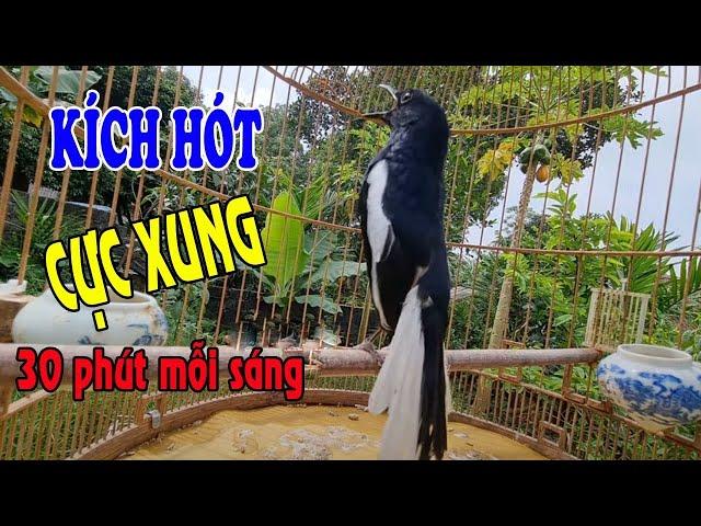 Choè than hót đấu giọng rừng CỰC SUNG Chòe Than Hót Giọng Rừng Kích Trống Căng Lửa hót | choe than