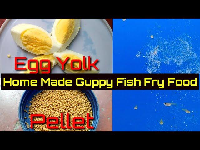 Home Made Guppy Fish Fry Food