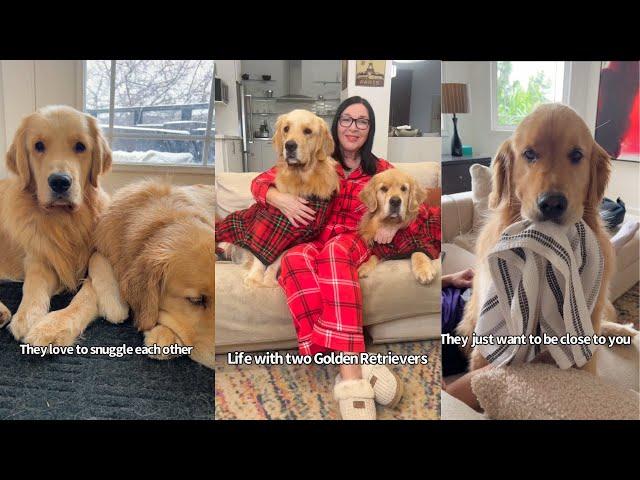 What Life Is Like Wth Two Golden Retrievers