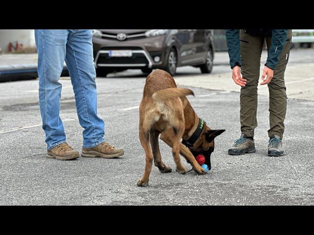 Spürhunde Training