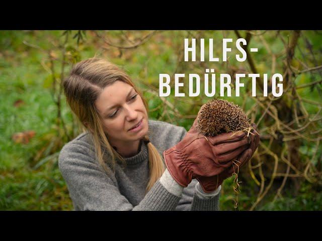 Achte bitte darauf: Diese Wildtiere brauchen Hilfe / Igel-Auffangstation zu Hause