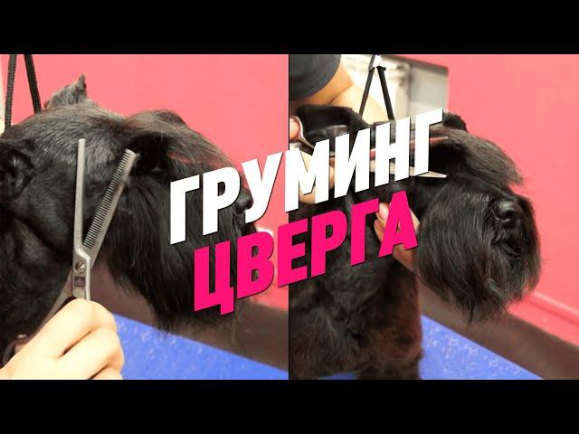 ГРУМИНГ ЦВЕРГА / ЦВЕРГШНАУЦЕР / GROOM SCHOOL