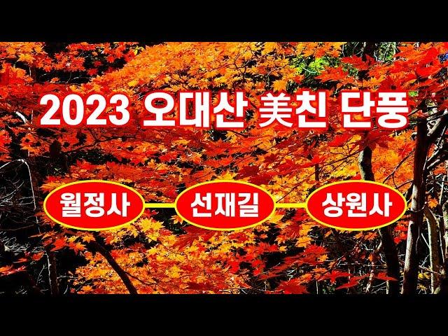 오대산 미친단풍(월정사 - 선재길 - 상원사) 2023. 10. 20. 촬영 - 해산강트래블(海山江 travel)