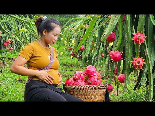 17 year old unmarried girl pregnant - Harvesting dragon fruit garden to sell to market l Lý Thị Sai