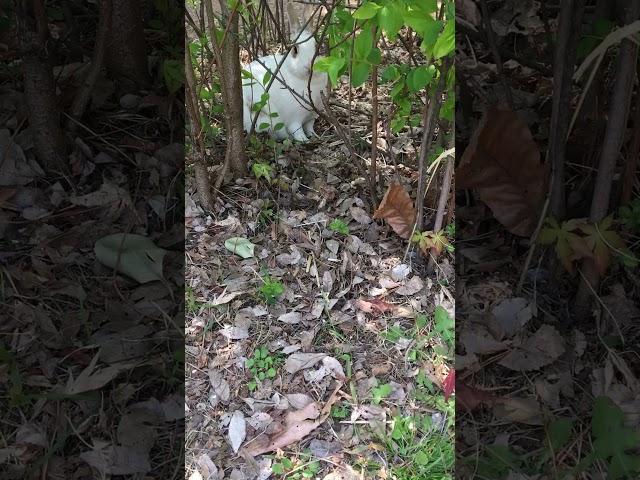 서초구 몽마르뜨공원 토끼
