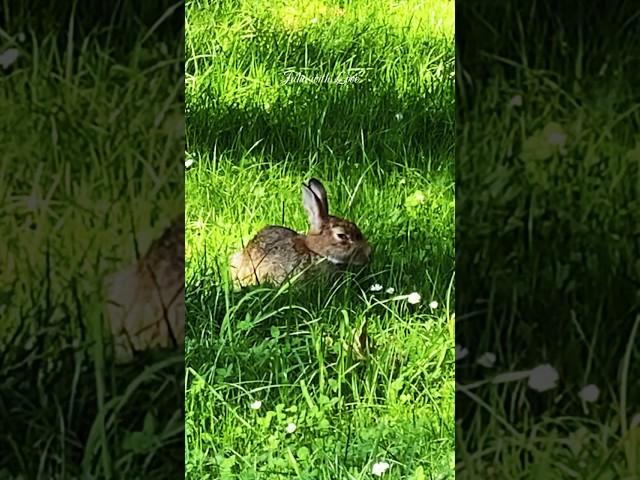 lovely Rabbit 3