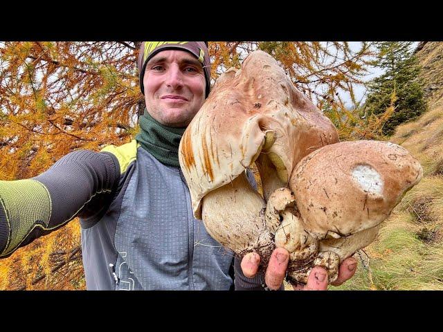 Gigantesco porcino di fine ottobre a 2000 metriQuanto peserà il mostro alpino ?