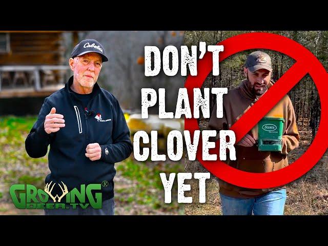 Best Time to Plant Clover Food Plots